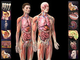 Zygote 3D Anatomy